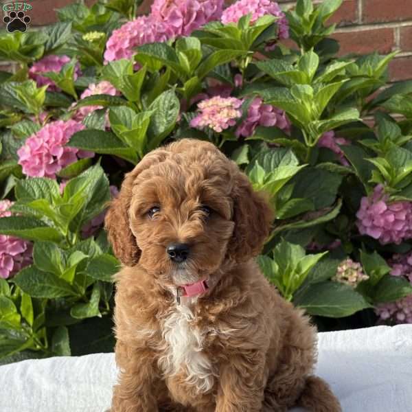 Candy, Cockapoo Puppy