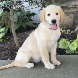 Candy, Golden Retriever Puppy