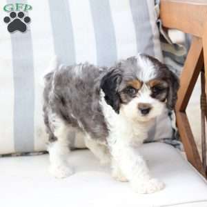 Walter, Cavapoo Puppy
