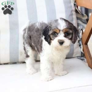 Walter, Cavapoo Puppy