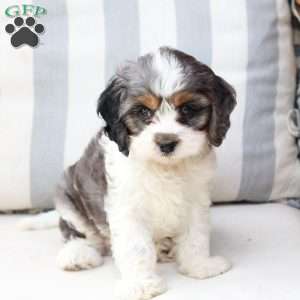 Walter, Cavapoo Puppy