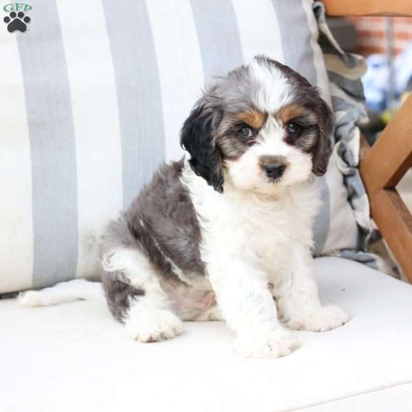 Walter, Cavapoo Puppy