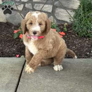 Paris, Goldendoodle Puppy