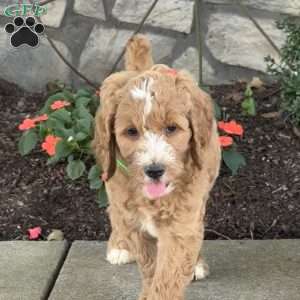 Pearl, Goldendoodle Puppy