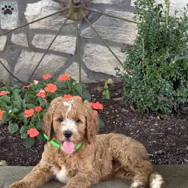 Pearl, Goldendoodle Puppy