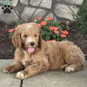 Prince, Goldendoodle Puppy