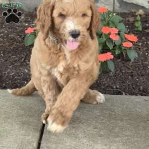 Prince, Goldendoodle Puppy
