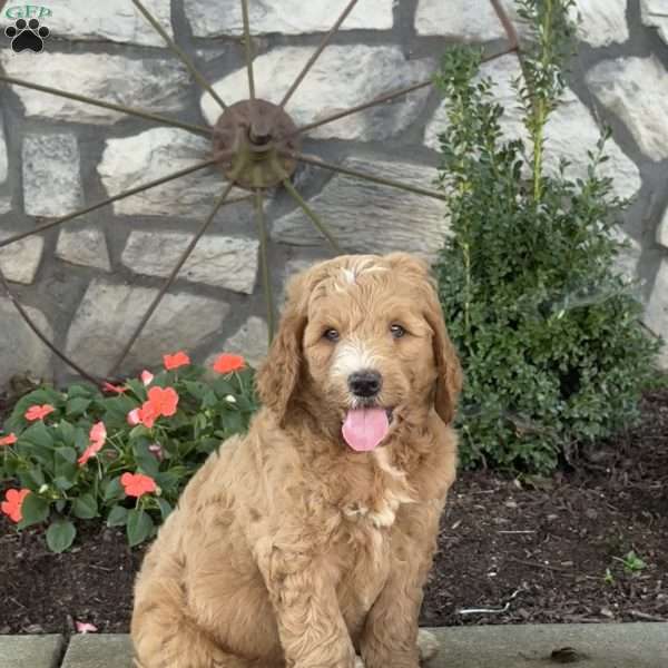 Prince, Goldendoodle Puppy