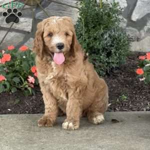 Prince, Goldendoodle Puppy