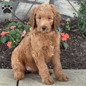 Penny, Goldendoodle Puppy