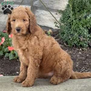 Penny, Goldendoodle Puppy