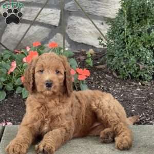 Penny, Goldendoodle Puppy