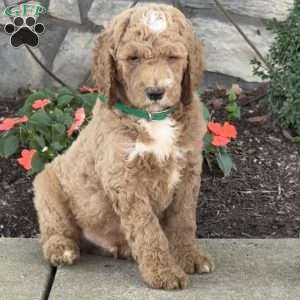 Peter, Goldendoodle Puppy
