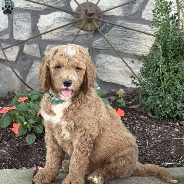 Peter, Goldendoodle Puppy
