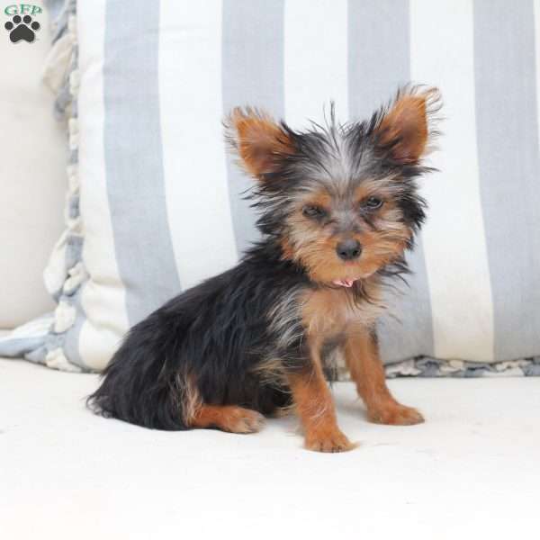 Daisy, Yorkie Puppy