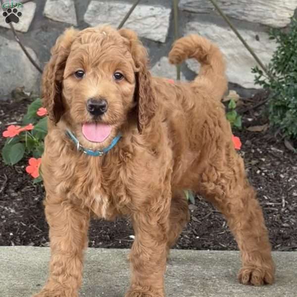 Penny, Goldendoodle Puppy