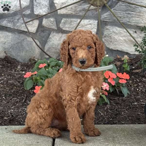 Petunia, Goldendoodle Puppy