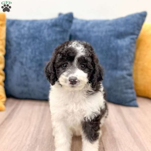 Emmie, Mini Sheepadoodle Puppy