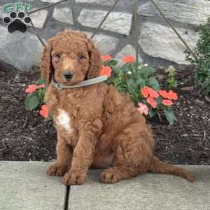 Petunia, Goldendoodle Puppy