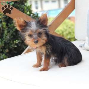 Daisy, Yorkie Puppy