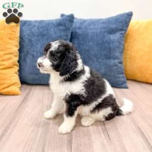 Emmie, Mini Sheepadoodle Puppy
