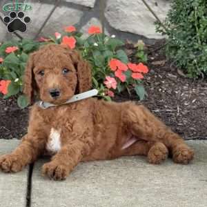 Petunia, Goldendoodle Puppy