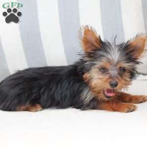 Daisy, Yorkie Puppy