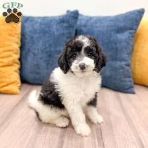 Emmie, Mini Sheepadoodle Puppy