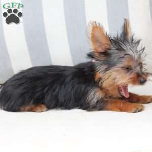 Daisy, Yorkie Puppy