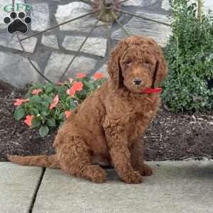 Parker, Goldendoodle Puppy