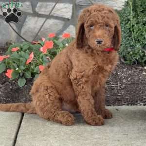 Parker, Goldendoodle Puppy