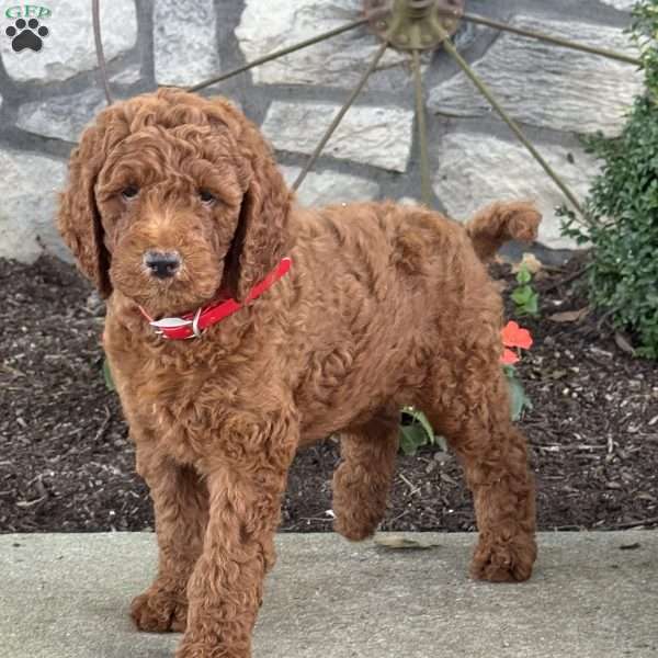 Parker, Goldendoodle Puppy