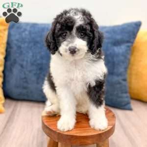 Emmie, Mini Sheepadoodle Puppy