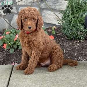 Parker, Goldendoodle Puppy