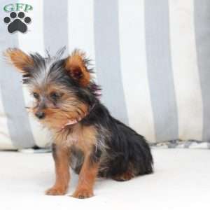 Daisy, Yorkie Puppy