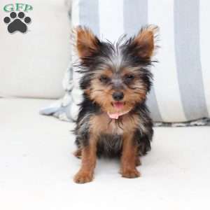 Daisy, Yorkie Puppy