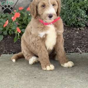 Paris, Goldendoodle Puppy
