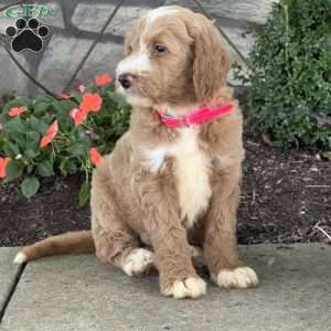 Paris, Goldendoodle Puppy