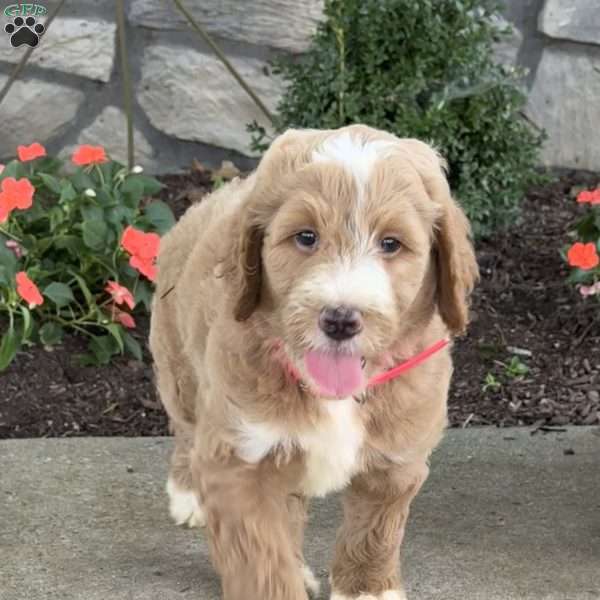 Paris, Goldendoodle Puppy