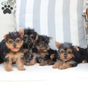 Bella, Yorkie Puppy