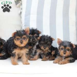 Izzy, Yorkie Puppy