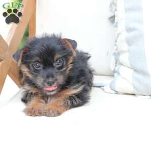 Bella, Yorkie Puppy