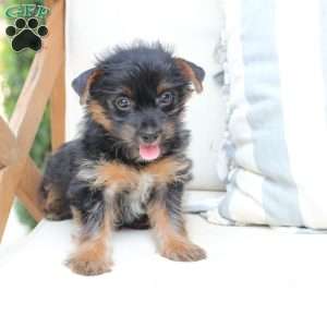 Bella, Yorkie Puppy