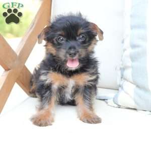 Bella, Yorkie Puppy