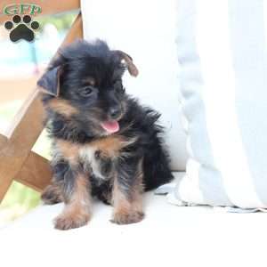 Bella, Yorkie Puppy