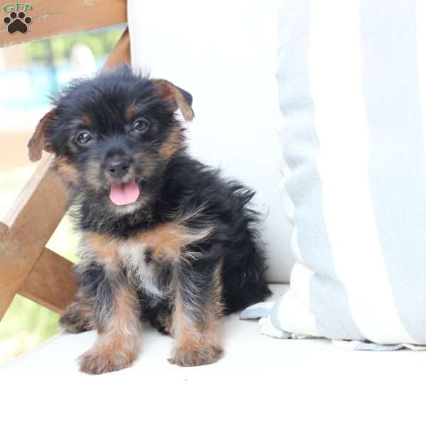 Bella, Yorkie Puppy