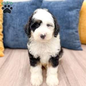 Edmond, Mini Sheepadoodle Puppy