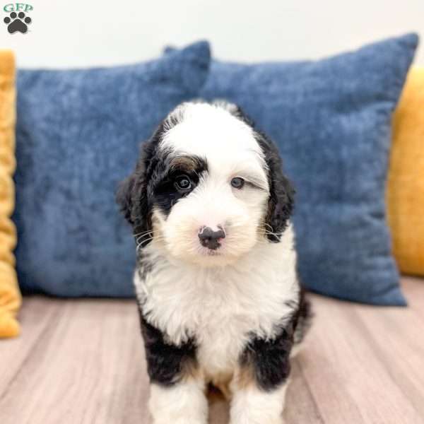 Edmond, Mini Sheepadoodle Puppy