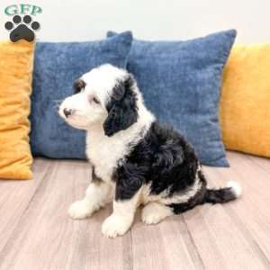 Edmond, Mini Sheepadoodle Puppy