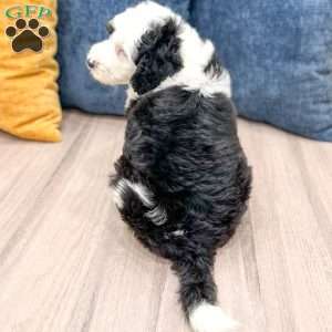 Edmond, Mini Sheepadoodle Puppy